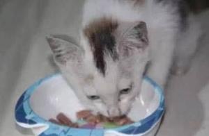Wandering Kitten Proactively Comes to the Door, Becomes a Clingy Cat After Adoption, Owner Follows Everywhere