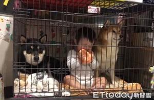 Too much interference while eating! 2 Shiba Inus and a baby are completely confined.