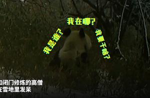 Adorable 'Three Killers'! This Panda Dares to 'Damage Public Property'