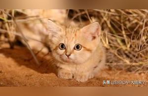 The Only Desert Species of the Cat Family: Dubbed ‘Desert Angel,’ Able to Survive a Month Without Water