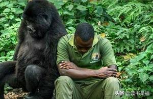 Strange Encounters – Caretaker's Low Mood Soothes Gorilla with Shoulder Lean, Scene Cries Tears of Thousands of Viewers