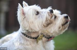 Dog Seasonal Care Tips - A Useful Collection!