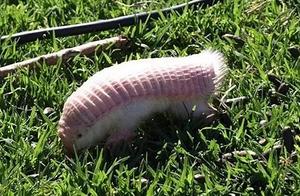There was a pink caterpillar on the grass, the man found it strange, and after researching it, he felt a little shaky.