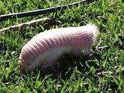 Man Discovers a Strange Caterpillar, Friend Immediately Stopped Him