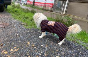 Initial Condition of White Rabbit is Not Ideal: High Blood Sugar, Low Red Blood Cells (Anemia), Stressful