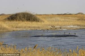 Spring's First Signs on Qingzutu Lake, Wulu County