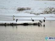 Xingkai Lake Nature Reserve Welcomes Large Flock of Migratory Birds; Over 40,000 Observed in a Day