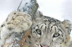 National Level Protected Animal: Snow Leopard