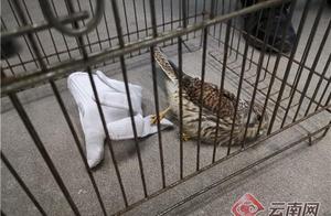 Mangshi Police and Public Aid National Level Protected Animal Red Kite