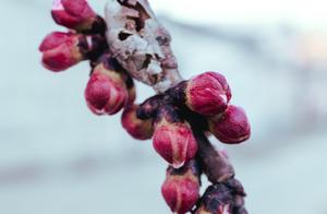 Spring Flowers Bloom, Life is Wonderful (A Letter from Liu Chen to Zhang Bao)