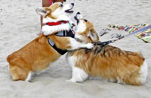 Do Corgis Have Aggressive Tendencies? What Kind of Personality Does a Corgi Have?