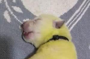 Foreign Dog Mom Gives Birth to Fluorescent Green Puppies, Named 'Hulk'! Changes to Pikachu During Fading