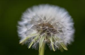 Love, Once Begun, Cannot Be Returned to Either Lover or Friend