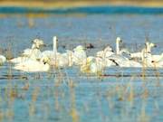 Migratory Birds Flock to Guan Ting Reservoir, Transforming It into a Swan Lake