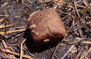 Why Do Koala Pouch Bears Excrete Square Poop? Is Its Intestine Square?