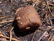 There is Only One Kind of Animal That Has Square-Shaped Feces, Isn't It?