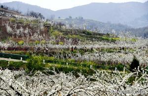 Old Town, Xichuan County, Nanyang: Flowers Blooming, Entrancing the Soul