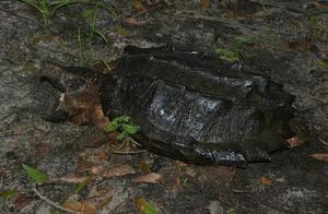 True Turtle Among Tanks - Giant Turtle