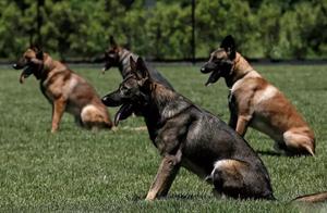 Top Common Police Dog Breeds – Do You Know Them?