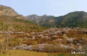 Beautiful Taihang: Don't Miss the Spring Scenery – The Perfect Time for Blossoms!