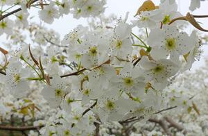 Hongzhi E Township: Pear Blossoms in Abundance Like Spring Snow