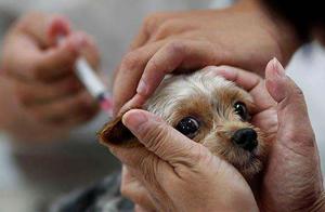 Vaccinating Dogs is Very Necessary, But Many People Do These 5 ‘Methods,’ and It’s Been Wasted for So Many Years!
