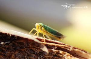 Locusts or Grasshoppers?