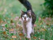 High- Green-eyed Tabby Cat, Walking Under Cherry Blossom Trees, Truly Stunning!