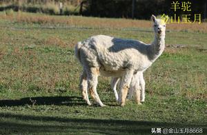 Funny Llamas