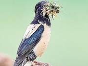 Pink Starlings: The ‘Enemy’ of Locusts
