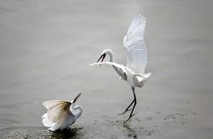 Birds Wintering Over at the Tianhe Wetlands in Nanyang