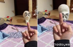 Persian Cat Reacts to Middle Finger – Host’s Fate Turns Out to Be Extremely Miserable