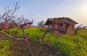 Spring Breezes, March Flowers – Peach and Plum Blossoms Covering the Shan River Valley