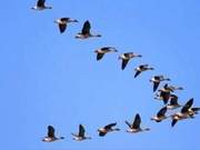 Heilongjiang Province Hosts Over 350 Migratory Bird Species, Accounting for More Than Half of National Numbers