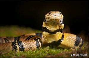World's Largest Pit Viper – Forest Cobra, High-Definition Photo Gallery
