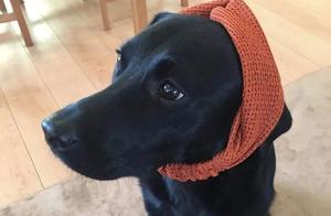 Dog Treats Baby as Own Child, Japanese Netizen Shares Cute Dog's Daily Life - A Little Nanny?
