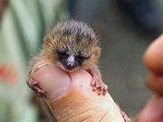 Nature | What is the smallest primate in the world?