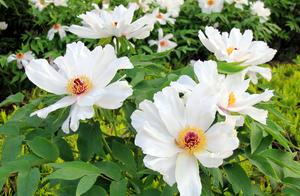 The Crimson Blooms of Magnolia Flowers are at Their Most Vibrant; No Need to Travel to Luoyang to Admire Them.