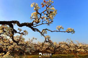 Pear Blossoms Bloom Again: Spectacular Ancient Tree and New Blossom Scenery Reappears in Fushan District's Xiaojia Gou