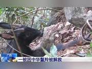 Poor! Chinese Gazelle Caught in Snare; Rescued by Forest Patrol Officers