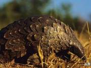 Protecting Wild Animals, Protecting Pangolins is Urgently Needed