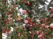 Three Camellia Trees