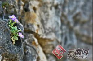 High-Definition Photo Group: Longma Mountain Flowers in Bloom! Stunning Yuxi Spring