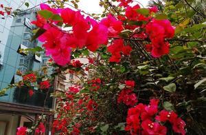 The Most Beautiful Flower in This City: Vibrant Red Trumpet Vines!
