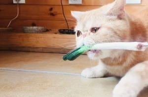 Strange! Why Do Cats Love Green Onions?