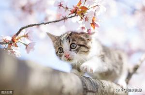 Mom Told Me: A Greedy and Lazy Cat, It's Surprisingly Charming, Isn't It? Do You Know?