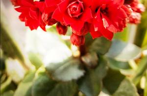 A Single Flower Blooming in the Office