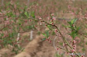 Linze: Hundred Acre Orchard Peach Blossom Bloom