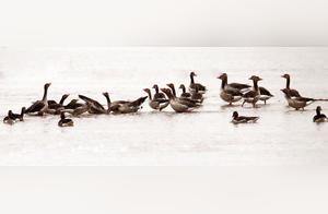 Interesting Bird Scenes on the Yellow River Banks of Daliji