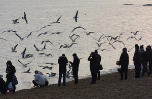 Dalian Coastal Bathing Beach Welcomes Sea-Viewing Guests; Seagulls Reflect the Sunset
